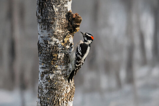 woodpecker on tree