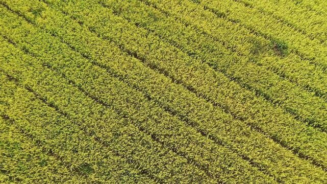 Drone shot of lush green rice paddies with neat rows in Ninh Binh, Vietnam. Vibrant agricultural landscape captured from above.