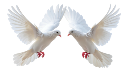 Two white doves mirroring each other, wings spread