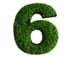 Green, leafy number six on black