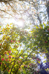 Rays of bright sunlight shine through tall tree branches on a clear day