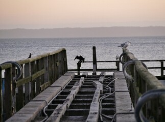 Kaputte Holz-Seebr&uuml;cke in Sassnitz mit M&ouml;we und Kormoran