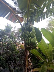 The banana tree is starting to bear fruit