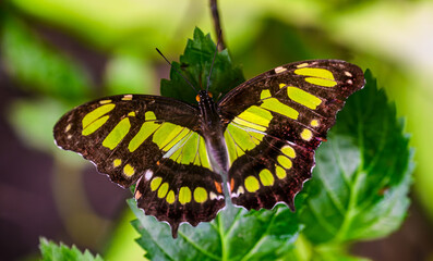 Malachite (papillon) ou Siproeta steneles