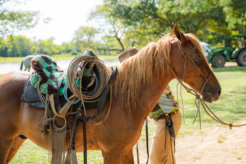 Horse with saddle and cowboy in Casanare, Colombia