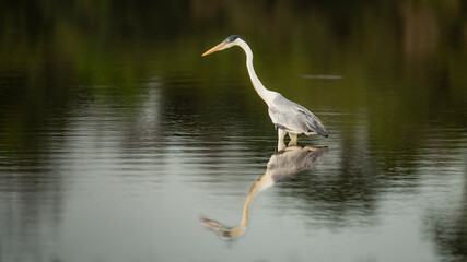 Grey heron in tranquil Casanare waters