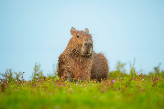Capybara resting in grassland of Casanare, Colombia