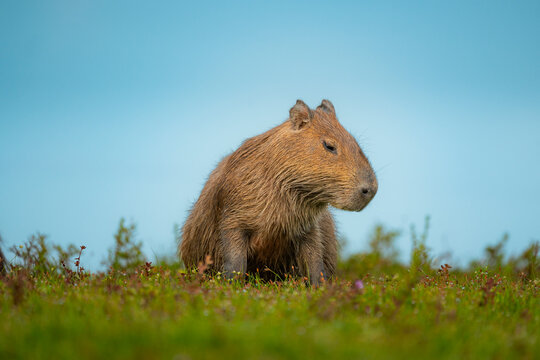 Capybara resting in the wilds of Casanare, Colombia