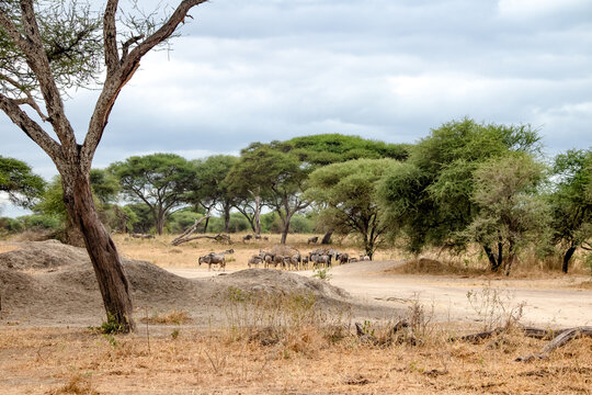 Zebras and wildebeests on safari in Tarangire National Park