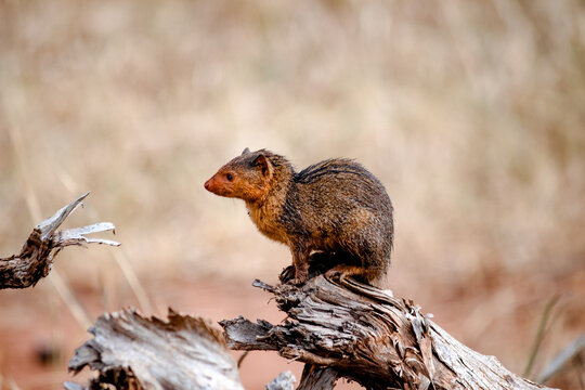 Mongoose on safari in Tarangire National Park, Tanzania