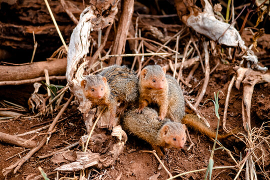 Mongooses in Tarangire National Park, Tanzania