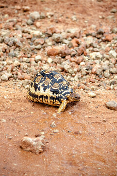 Leopard tortoise in Tarangire National Park, Tanzania