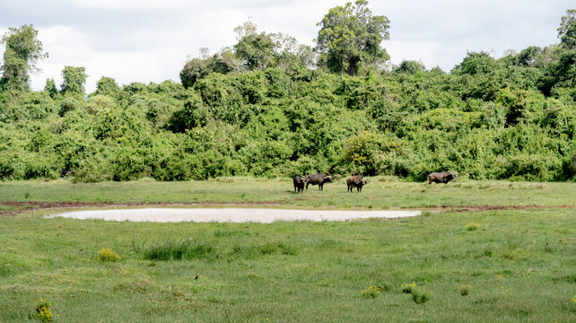 Buffaloes Grazing in the Aberdare Mountains, Kenya