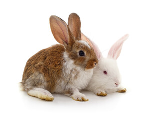 Obraz premium Two cute rabbits sitting together on a white background.