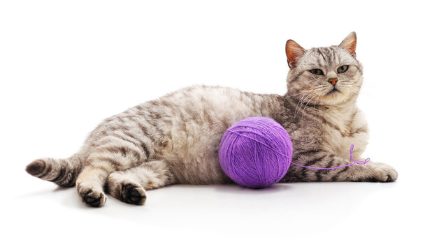 Grey cat lying with a purple ball of yarn.