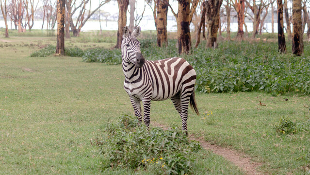 Zebra standing on Crescent Island, Kenya surrounded by nature