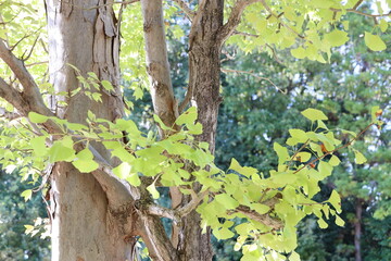 銀杏の森の風景
