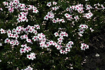 Perennial ground cover blooming plant. Creeping phlox or Phlox subulata or moss phlox on alpine flowerbed. Selective focus