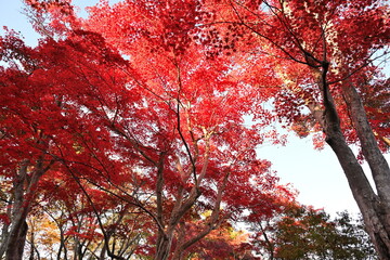 越路もみじ園に広がる紅葉の風景（新潟県長岡市）