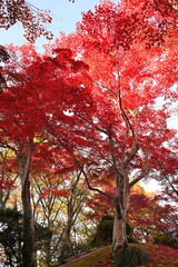 越路もみじ園に広がる紅葉の風景（新潟県長岡市）