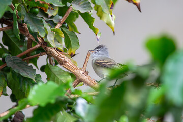 Ave Risadinha (Camptostoma obsoletum), tamb&eacute;m conhecido como alegrinho, carapu&ccedil;udinho (Maranh&atilde;o), assovia-cachorro, miudinho (Pernambuco), papa-mosquito e caga-cebo (Linhares-ES)
