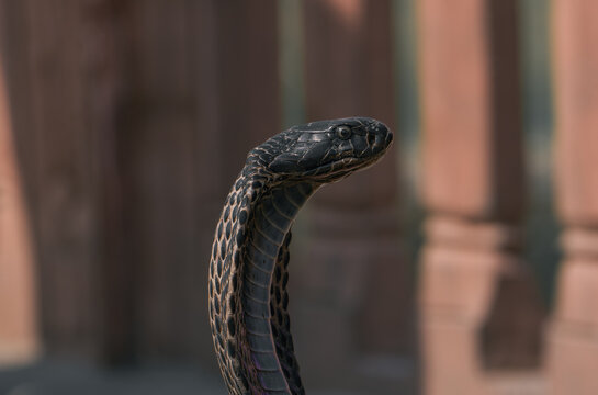 Snake in natural habitat amid architectural backdrop