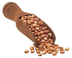 Sorghum grains isolated white background, full depth of field