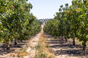 Pistachio fields with nut harvest and cultivation