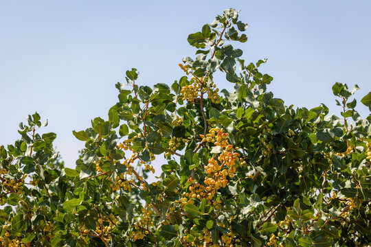 Pistachio tree with ripe nuts under blue sky