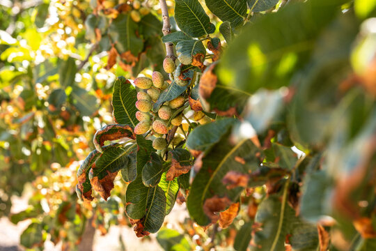 Pistachio cultivation in sunny orchard setting