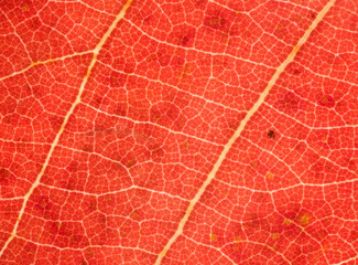 Bright Red Autumn Leaf Veins in Fine Macro Detail