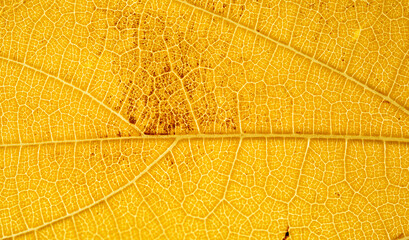 Golden Backlit Autumn Leaf Vein Macro