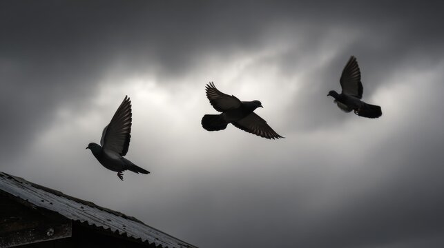 Birds Flying in Cloudy Sky.