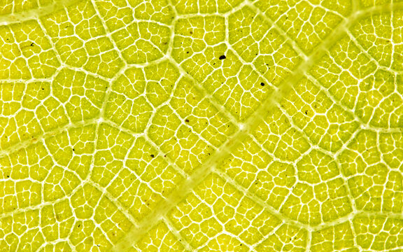 Bright Green Leaf Veins Macro with Fine Cellular Pattern