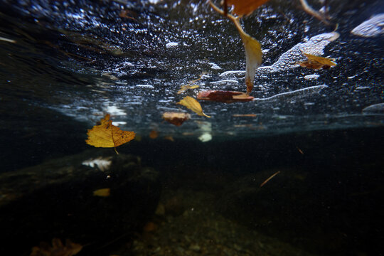 Underwater view of autumn leaves flowing gently