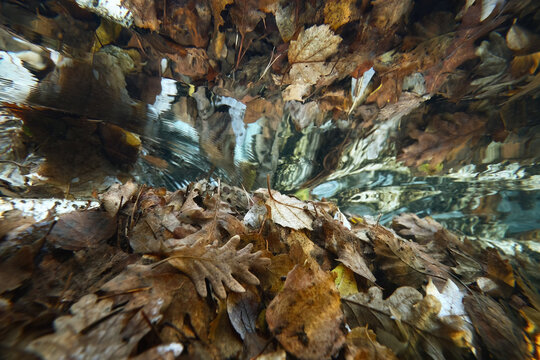 Underwater view of autumn leaves in nature