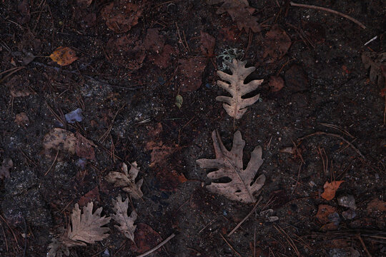 Autumn leaves on forest floor with rich earthy hues