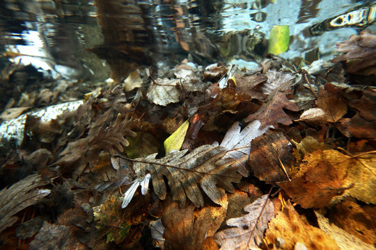 Underwater view of autumn leaves in nature