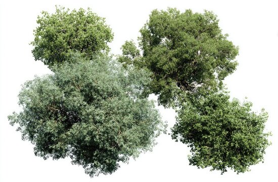 Group of four overhead-view trees with green foliage on an isolated white background