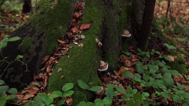 Static close-up of wild tinder fungus mushrooms growing on a mossy tree trunk in autumn forest