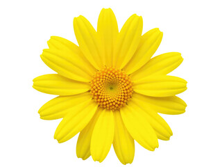 A bright yellow flower sits on a clean white surface