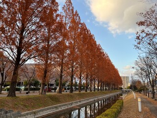 メタセコイア並木