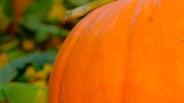 A large orange pumpkin with a stem protruding from it. The pumpkin is surrounded by green leaves and stems