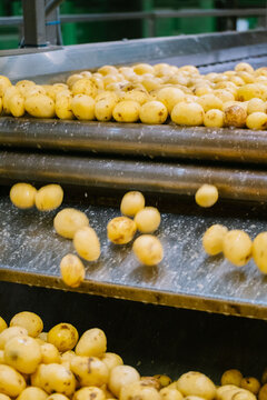 Potato production line in a chips factory
