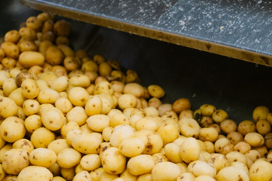 Potato processing in a chip production factory