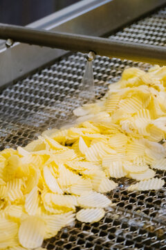 Potato chips moving on industrial conveyor belt