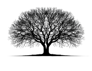 Silhouette of a large, bare tree with intricate branches against a stark black background