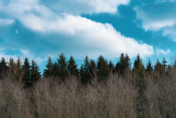Coniferous and broadleaf tree line with cloudy sky