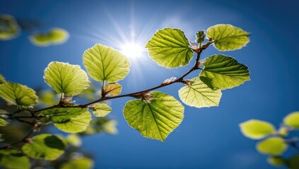 Fresh green leaves on branch, sunlit against a vibrant blue sky