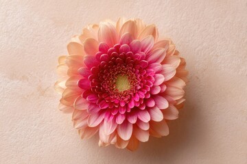 Close-up of a single, vibrant gerbera daisy.  Soft peach and pink petals surround a yellow center.  Pale peach background